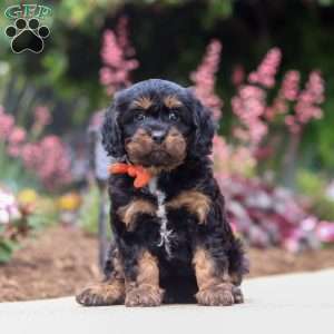 Chase, Cavapoo Puppy